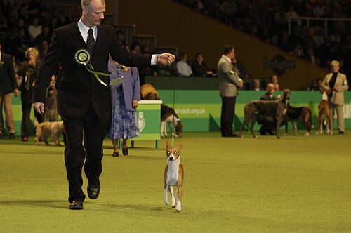 Whitney winning BOB at Crufts 2003