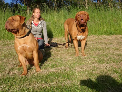 From the left: Krondal's Yolene, Karina Krondal and Krondal's Zavannah