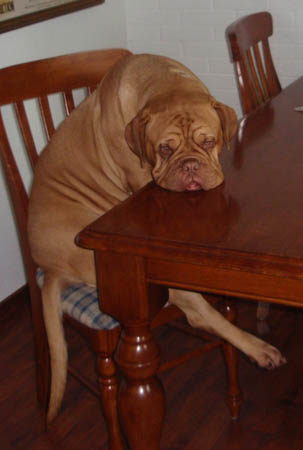 Brandoux Medusa at the dining table ;o)