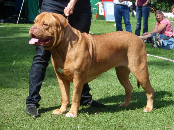 Krondal's Zhakira 3 years old - Danish Champion