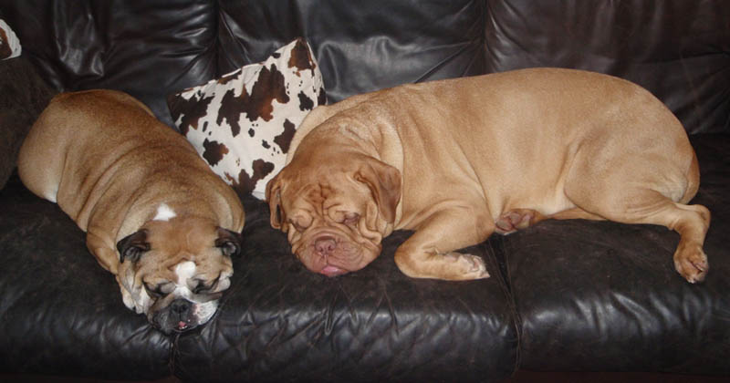 Medusa and Jelly passed out on the couch