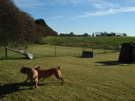 Playtime at the training field ;o)