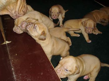 Medusa's litter, August 2006