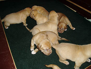 Medusa's litter, August 2006