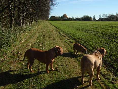 The path back towards the house