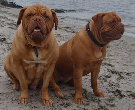 Medusa (left) and Yolene (right) on the beach